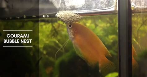 fish nest|Gourami Bubble Nests: What Are They, and How Are .